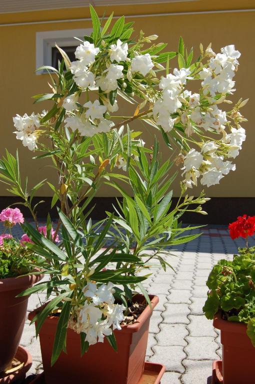 Apartmanhaz Cedrus 8 Zalakaros Zimmer foto